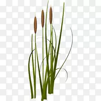 ˮ��ֲ���ˮ����������-������