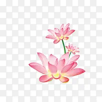 花卉素材 荷花-空若网 花卉素材 荷花-空若网