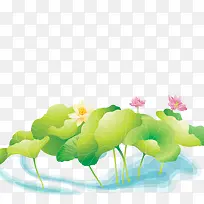 花卉素材 荷花-空若网 花卉素材 荷花-空若网