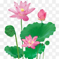 花卉素材 荷花-空若网 花卉素材 荷花-空若网