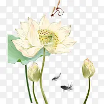 白色莲花荷花-空若网 白色莲花荷花-空若网