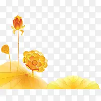 橙色荷花-空若网 橙色荷花-空若网