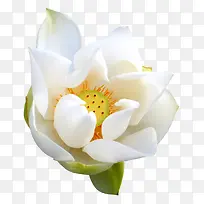 白色荷花-空若网 白色荷花-空若网