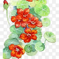 植物-空若网 植物-空若网