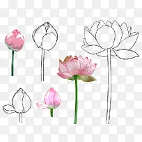手绘荷花-空若网 手绘荷花-空若网