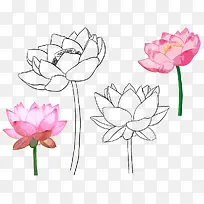 手绘荷花-空若网 手绘荷花-空若网