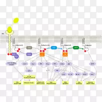 PI3K/AKT/mTOR途径磷酸肌醇3-激酶细胞信号转导蛋白激酶b通路-空若网 PI3K/AKT/mTOR途径磷酸肌醇3-激酶细胞信号转导蛋白激酶b通路-空若网
