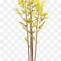 ΨÃÀÇåл·±£Ê÷-¿ÕÈôÍø ΨÃÀÇåл·±£Ê÷-¿ÕÈôÍø