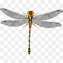 唯美蜻蜓翅膀-空若网 唯美蜻蜓翅膀-空若网