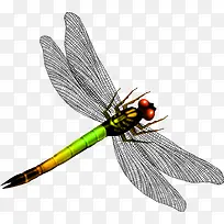 Ψ�����ѳ��-������