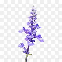 薰衣草叶子-空若网 薰衣草叶子-空若网