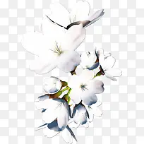 Ö²Îﻨ»ÜËØ²Ä»¨»ÜpsËØ²Ä-¿ÕÈôÍø Ö²Îﻨ»ÜËØ²Ä»¨»ÜpsËØ²Ä-¿ÕÈôÍø