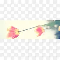 唯美花朵海报背景-空若网 唯美花朵海报背景-空若网