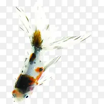 创意金鱼鱼尾唯美-空若网 创意金鱼鱼尾唯美-空若网