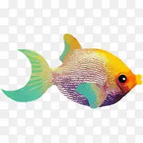 彩色金鱼素材-空若网 彩色金鱼素材-空若网