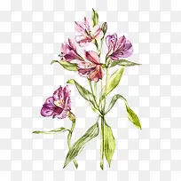 手绘植物花卉-空若网 手绘植物花卉-空若网