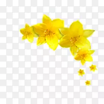 ������˹jonquilla�����ӽ�Ŀkutno kwity-������