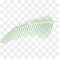 线草角椰子树-空若网 线草角椰子树-空若网