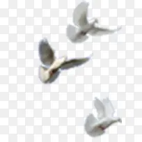 白色大雁素材-空若网 白色大雁素材-空若网