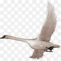大雁白色大雁-空若网 大雁白色大雁-空若网