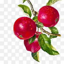 手绘苹果插画-空若网 手绘苹果插画-空若网