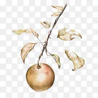 手绘水果叶子-空若网 手绘水果叶子-空若网