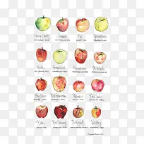 ˮ��ƻ��-������