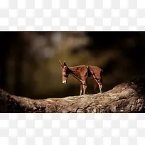 棕色折纸小马可爱-空若网 棕色折纸小马可爱-空若网