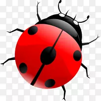 甲虫博客剪贴画-瓢虫-空若网 甲虫博客剪贴画-瓢虫-空若网