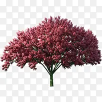 ��ľ-������