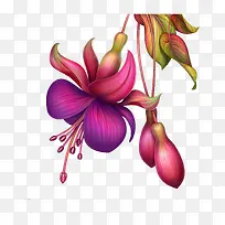 手绘鲜花-空若网 手绘鲜花-空若网