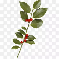 浆果夹艺术冬青-空若网 浆果夹艺术冬青-空若网