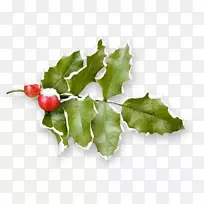 霍莉剪贴画-冬青-空若网 霍莉剪贴画-冬青-空若网