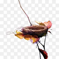 鸟窝树枝-空若网 鸟窝树枝-空若网