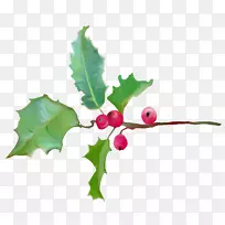 普通冬青开花植物木兰-冬青-空若网 普通冬青开花植物木兰-冬青-空若网