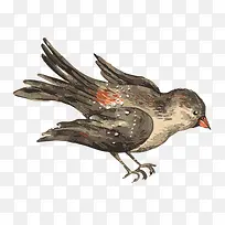 手绘小鸟-空若网 手绘小鸟-空若网