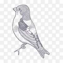 卡通手绘小鸟-空若网 卡通手绘小鸟-空若网