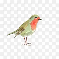 可爱小鸟-空若网 可爱小鸟-空若网