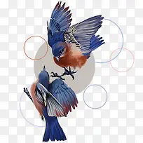 矢量小鸟-空若网 矢量小鸟-空若网