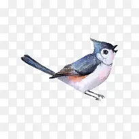 水彩画小鸟-空若网 水彩画小鸟-空若网