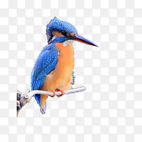 ��֦�ϵ�С��-������