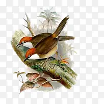 手绘麻雀-空若网 手绘麻雀-空若网