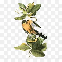 手绘小鸟-空若网 手绘小鸟-空若网