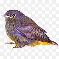 水彩麻雀-空若网 水彩麻雀-空若网