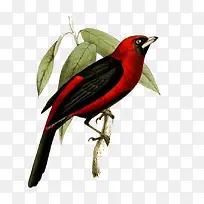 卡通红色小鸟-空若网 卡通红色小鸟-空若网