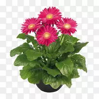 切花植物菊花花盆-非洲菊-空若网 切花植物菊花花盆-非洲菊-空若网