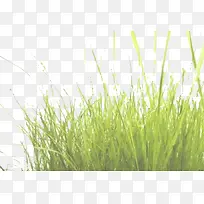 小草-空若网 小草-空若网