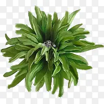 绿草-空若网 绿草-空若网