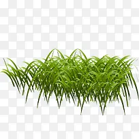 卡通绿色小草-空若网 卡通绿色小草-空若网