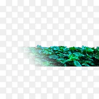 绿草-空若网 绿草-空若网